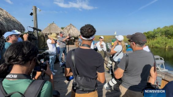 What the Future of the Florida Everglades Holds – Vimeo thumbnail