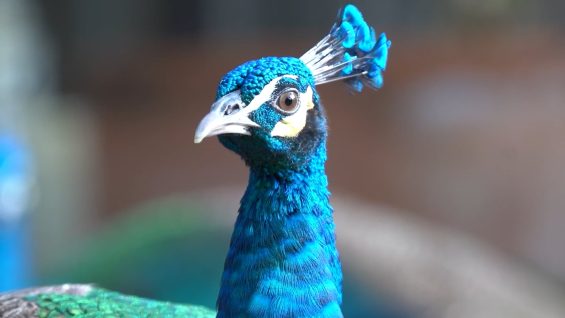 UMTV News Magazine: Miami at a Crossroads | JMM 628 Fall 2025 – Vimeo thumbnail